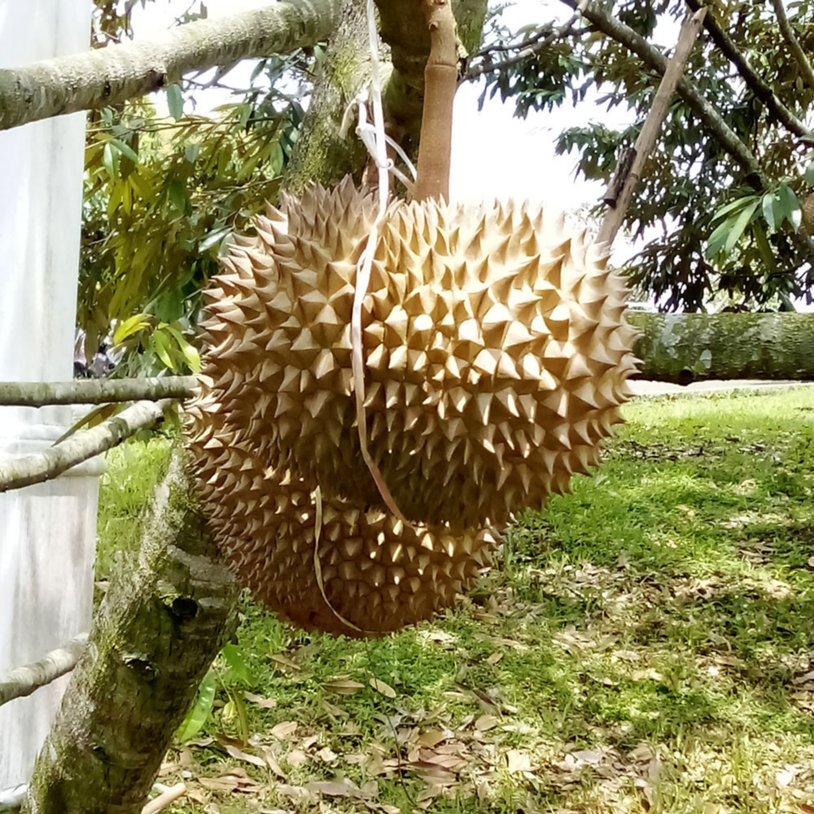 Durian Musang King