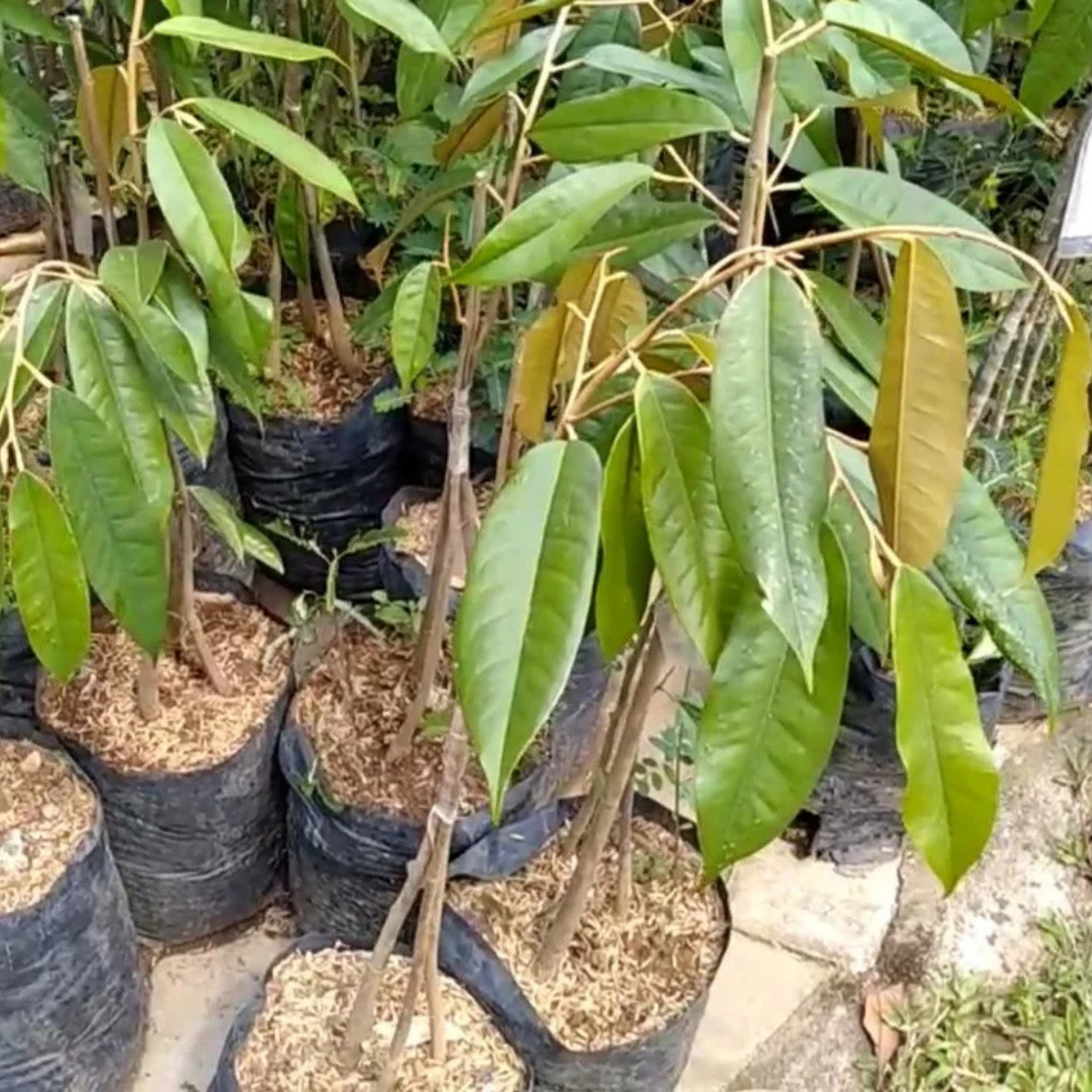 Durian Musang King